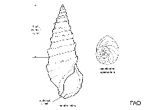 Image of Cerithium egenum (Needle snail)