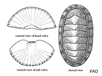 Image of Chiton granosus (Skunk sea cradle)