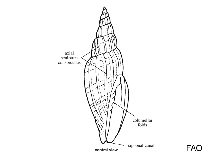 Image of Vexillum concentricum 