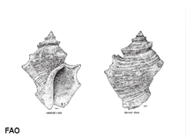Image of Indothais lacera (Carinate rock shell)