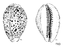 Image of Erosaria cernica 