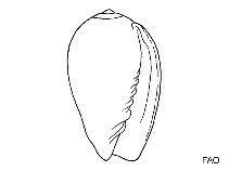 Image of Gibberula cucullata 
