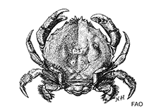 Image of Lauridromia indica (Cannonball sponge crab)