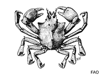 Image of Rochinia umbonata (Knobbed spiny crab)