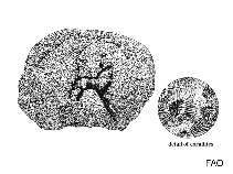 Image of Diploria labyrinthiformis (Grooved brain coral)