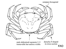 Image of Chaceon karubar (Indonesian golden crab)