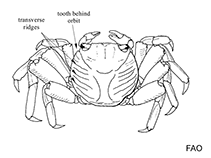 Image of Episesarma mederi (Thai vinegar crab)