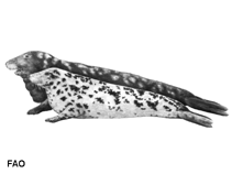 Image of Halichoerus grypus (Grey seal)
