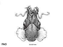 Image of Heteroteuthis weberi (Stumpy bobtail squid)