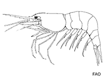 Image of Heptacarpus brachydactylus (Island coastal shrimp)