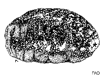 Image of Holothuria sinefibula 