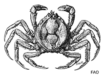 Image of Halicarcinus bedfordi 