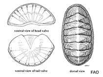 Image of Ischnochiton lividus 