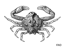 Image of Uhlias limbatus (Eroded clutch crab)