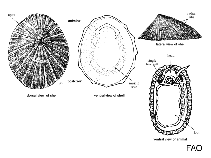 Image of Niveotectura funiculata (Corded white limpet)
