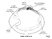 Image of Heterocardia elliptica 