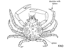 Image of Leptomithrax longimanus (Long-handed masking crab)
