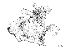 Image of Favites monticularis 