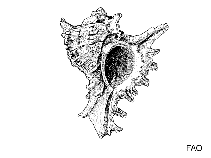 Image of Hexaplex angularis (Angular murex)