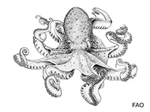 Image of Megaleledone senoi (Giant Antarctic octopus)