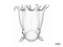 Image of Opisthoteuthis japonica 