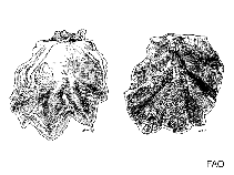 Image of Ostrea conchaphila (Olympia oyster)