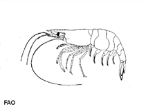 Image of Palaemonetes antennarius (Pond shrimp)