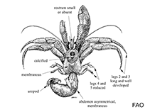Image of Catapagurus tanimbarensis 