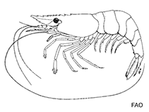 Image of Cuapetes lacertae (Spotted arm shrimp)