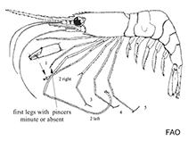 Image of Heterocarpus gibbosus (Humpback nylon shrimp)