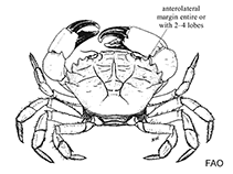 Image of Dyspanopeus texanus (Gulf grassflat crab)