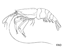 Image of Pasiphaea americana (Glass shrimp)