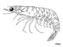 Image of Metapenaeopsis miersi (Miers shrimp)