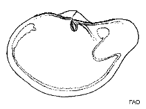 Image of Periploma papyratium (Paper spoonclam)