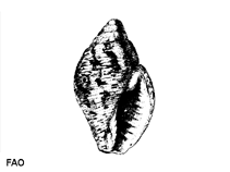 Image of Pisania striata 