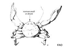 Image of Megalobrachium soriatum (Pentagonal porcelain crab)