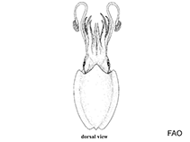 Image of Sepia angulata 