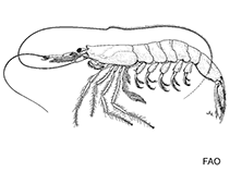Image of Lucensosergia lucens (Sakura shrimp)