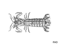 Image of Anchisquilloides mcneilli 
