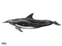 Image of Steno bredanensis (Rough-toothed dolphin)