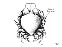 Image of Thia scutellata (thumbnail crab)