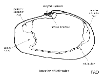 Image of Barythaerus cuneatus 