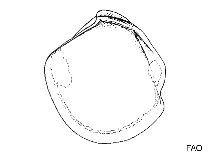 Image of Axinopsida serricata (Lenticular axinopsid)