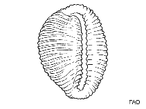 Image of Dolichupis virgo 