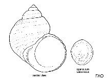 Image of Megastraea turbanica (Rockpile turban)