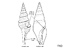 Image of Zetekia gemmulosa 