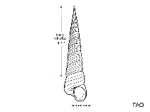 Image of Turritella bacillum 