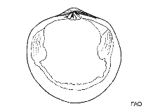 Image of Diplodonta verrilli (Inflated diplodon)