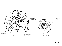 Image of Petaloconchus compactus (Compact wormsnail)