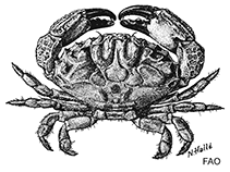 Image of Heteractaea ceratopus (Horned mud crab)